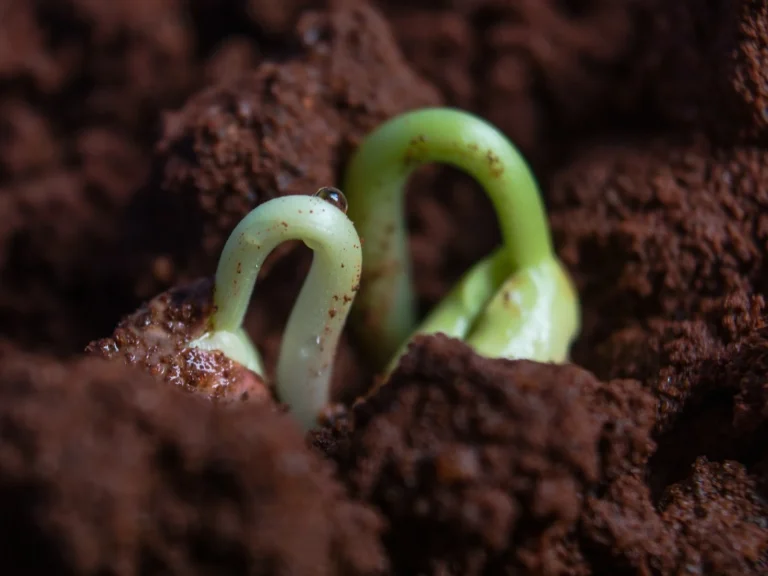 Key of long-term success seed to bud: Consistent branding