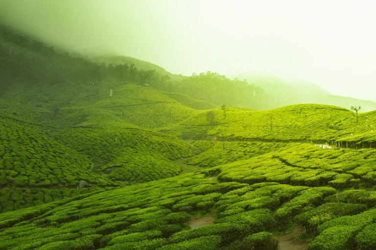 What is matcha and why has matcha become popular?